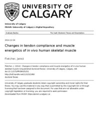 Changes in tendon compliance and muscle energetics of in vivo human skeletal muscle